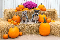 Agway Halloween Pet Photos 10-24-20